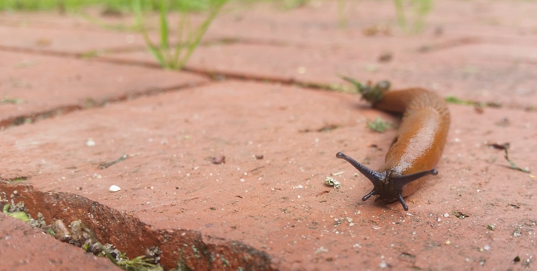 Schnecken auf Wegen bedeuten Regen © GartenRadio.fm