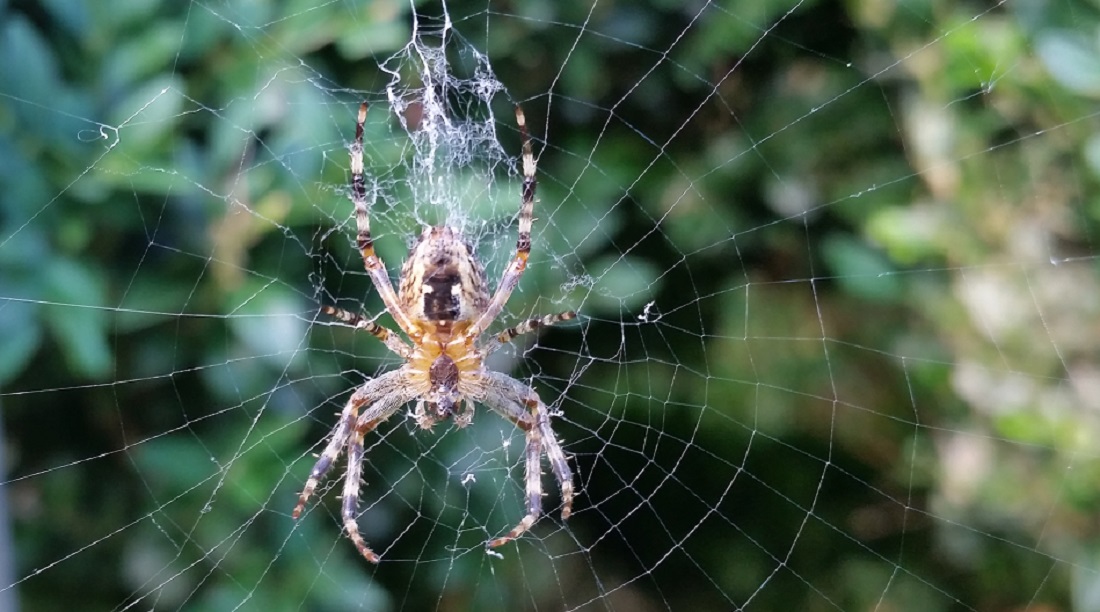 Für Berhard Michels ist die Spinne das Tier mit den feinsten Wetter-Antennen © GartenRadio.fm