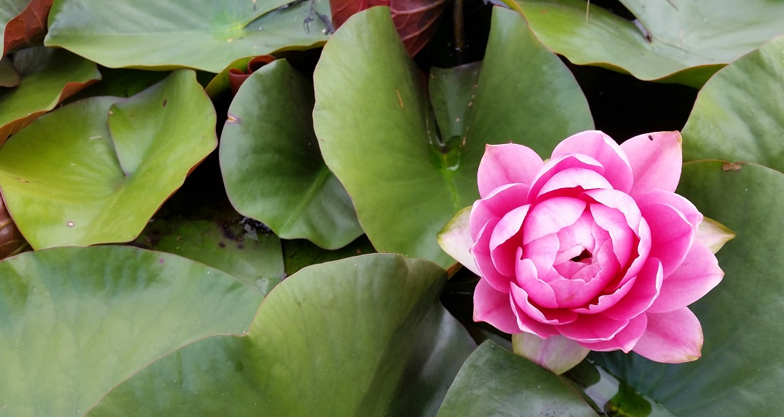 Pink ist eine klassische Farbe für Seerosen © GartenRadio.fm