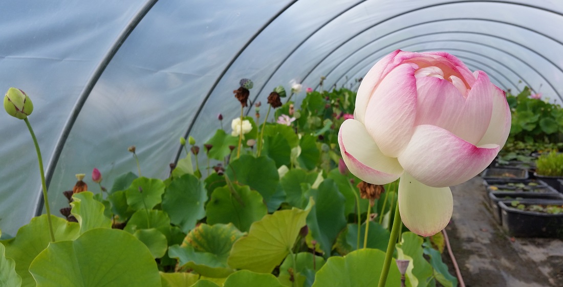 Bis zu 1,50 ragen Lotusblüten in den Himmel © GartenRadio.fm