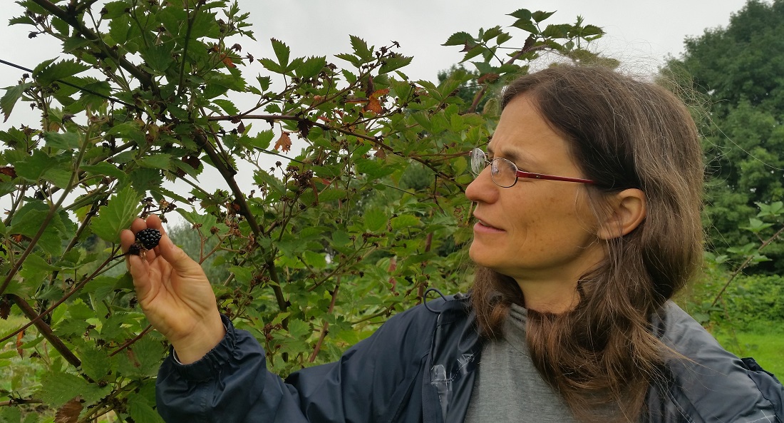 Gärtnermeisterin Dagmar Hauke :"Bei Brombeeren kann man die Reife durch leichten Druck erkennen." © GartenRadio.fm