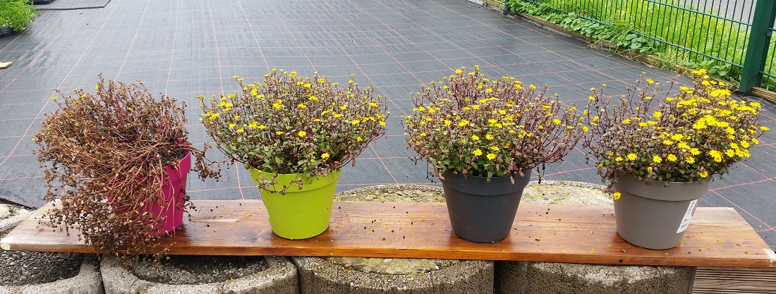 Drei Monate später - von links nach rechts: Husarenknöpfchen in Balkonerde, Blumenerde, Bioerde und Pflanzerde  © GartenRadio.fm © GartenRadio.fm