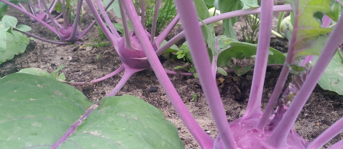 Bei Kohlrabi ist die Größe für den Erntezeitpunkt entscheidend © GartenRadio.fm