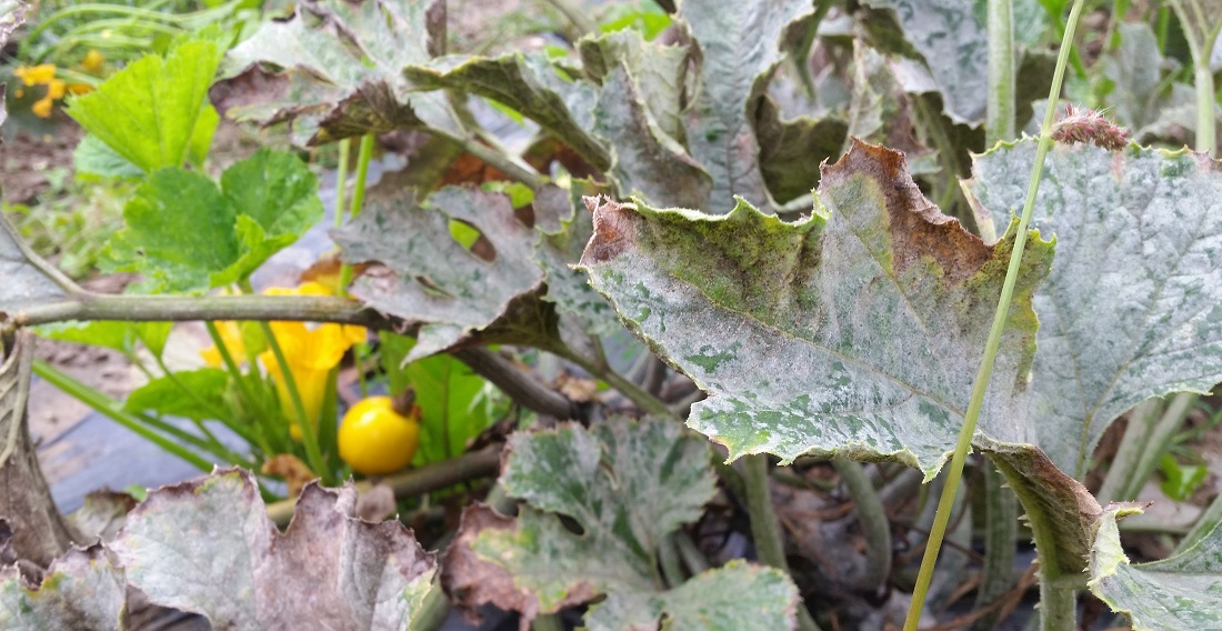 Mehltau auf den Blättern kann ein Zeichen dafür sein, dass die Erntereife eingetreten ist © GartenRadio.fm