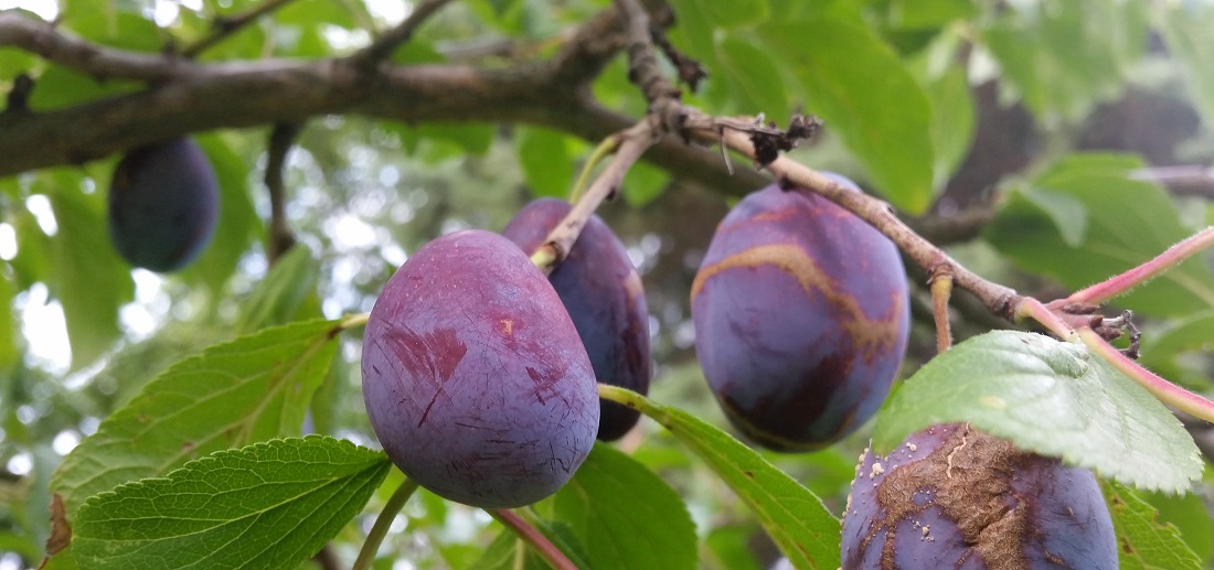 Pflaumen mit "Bereifung" © GartenRadio.fm