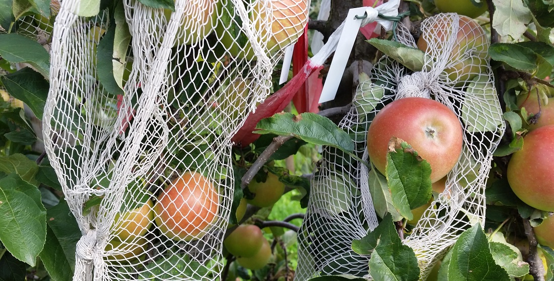 Neue Kreuzungen am Baum werden geschützt © GartenRadio.fm