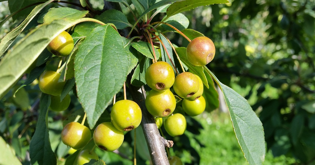In vielen Wildäpfeln finden sind resistente Gene gegen Apfel-Schaderrerger © GartenRadio.fm