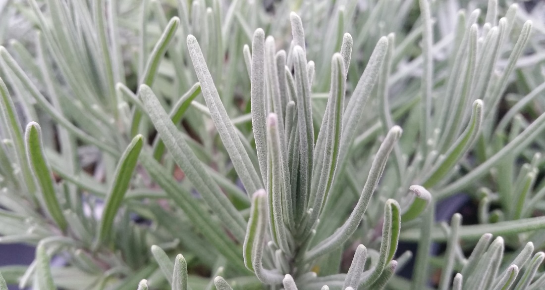 Die schmalen Blätter des Lavendel verweisen auf eine sonnenliebende Pflanze Â© GartenRadio.fm