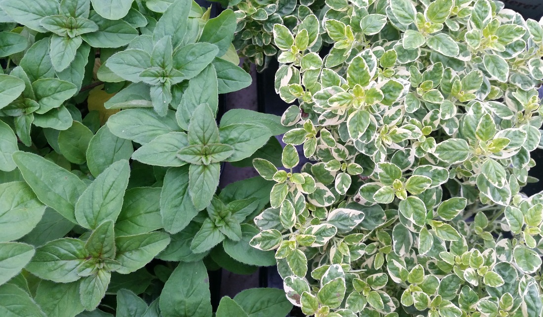 Oregano - links für den Schatten, rechts für die Sonne © GartenRadio.fm