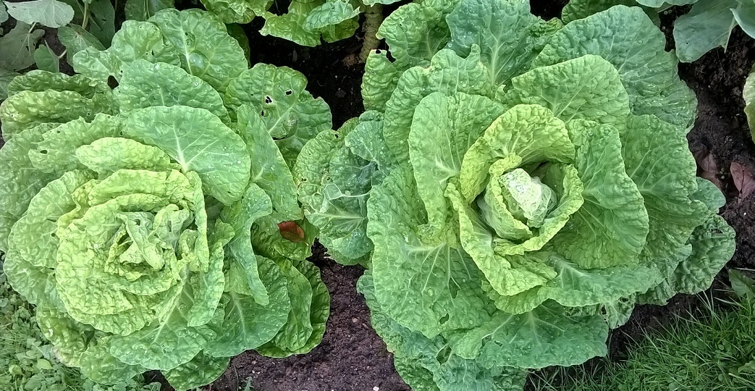 Der Bergische Butterkohl in Melanie Ecks Garten wird nicht so groß, schmeckt aber genauso gut © Melanie Eck