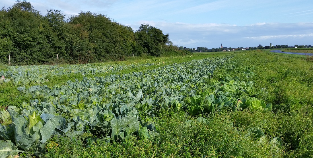 Auf dem Biohof Bursch wird der Bergische Butterkohl zusammen mit Filderkraut angebaut © GartenRadio.fm