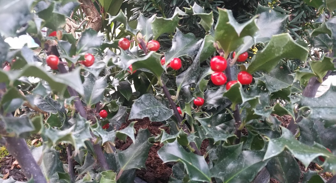 Der weibliche Ilex entwickelt Beeren, braucht aber einen männlichen Partner © GartenRadio.fm