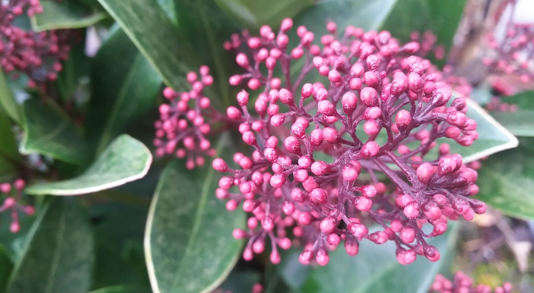 Schon im November setzt die Skimmie Knospen an, die erst im Mai aufblühen © GartenRadio.fm