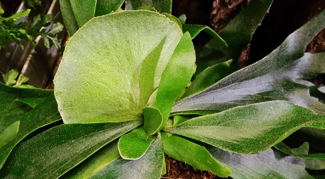 Farne gibt es  in allen möglichen Formen und Farben - hier ein Geweihfarn © GartenRadio.fm