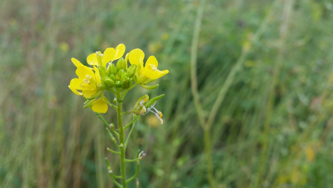 Gelbsenf  liefert Gründüngung für den Boden und Nahrung für Insekten © GartenRadio.fm