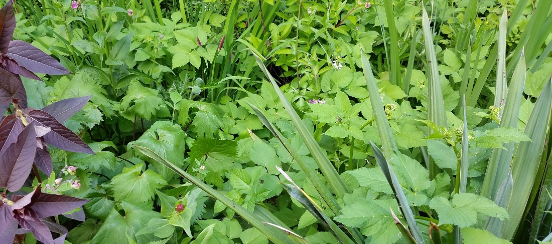 Der Giersch bildet unterirdische Wurzel-Netzwerke © GartenRadio.fm