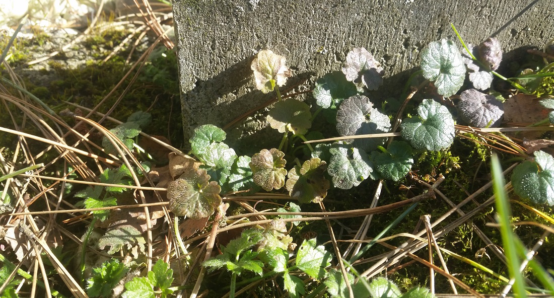 Gundermann fühlt sich schon in der Märzsonne wohl © GartenRadio.fm