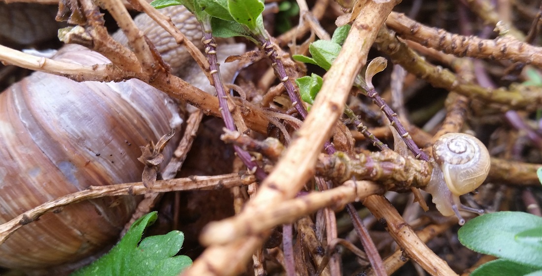 Erste "Schritte" einer kleinen Weinbergschnecke © GartenRadio.fm