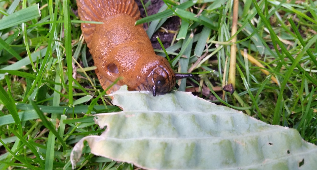 Spanische Wegschnecken haben immer Hunger © GartenRadio.fm