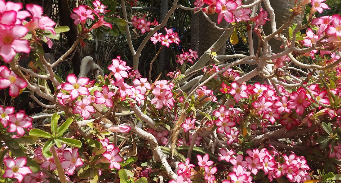 Die Wüstenrose (Adenium obesum) ist die "Geranie" von En Gedi  © GartenRadio.fm