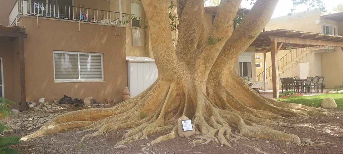 Wer darf bleiben -  Haus oder Baum?  © GartenRadio.fm