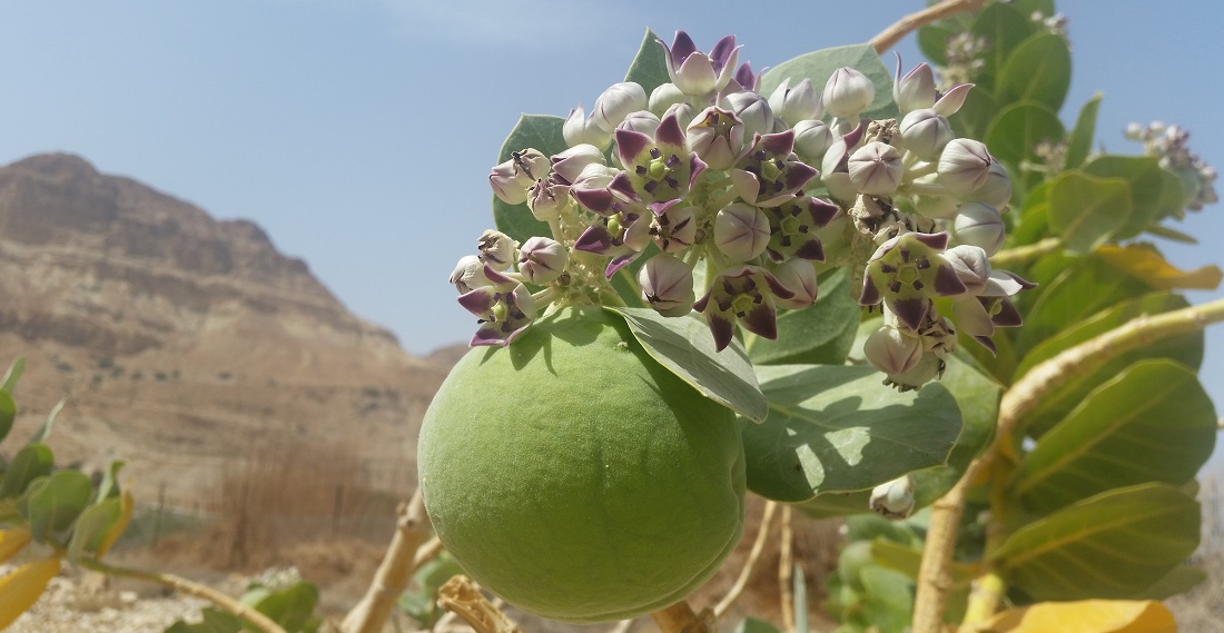 Sodomafpel mit Blüte  © GartenRadio.fm