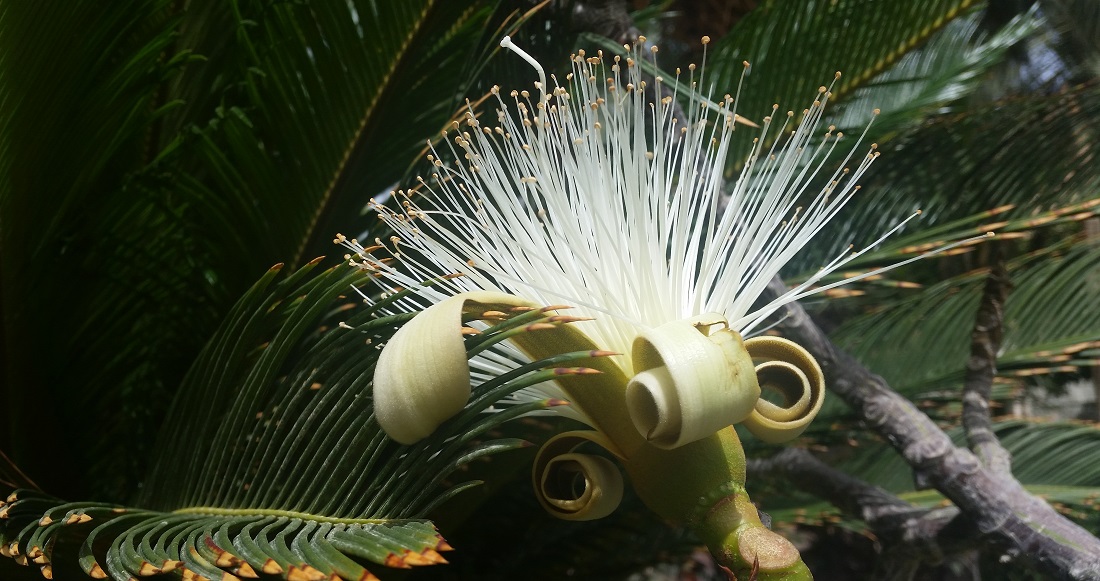 Pseudobombax ellipticum erinnert an den Kopfschmuck von Kranichen © GartenRadio.fm