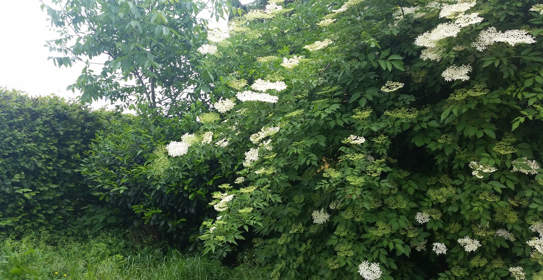 Freiwachsende Hecken aus Wildobst sind nicht nur okolögisch wertvoll, sondern auch preiswert © GartenRadio.fm