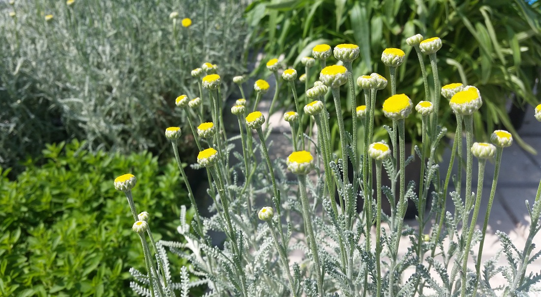 Heiligenkraut (Santolina) ist für Beeteinfassungen geeignet © GartenRadio.fm