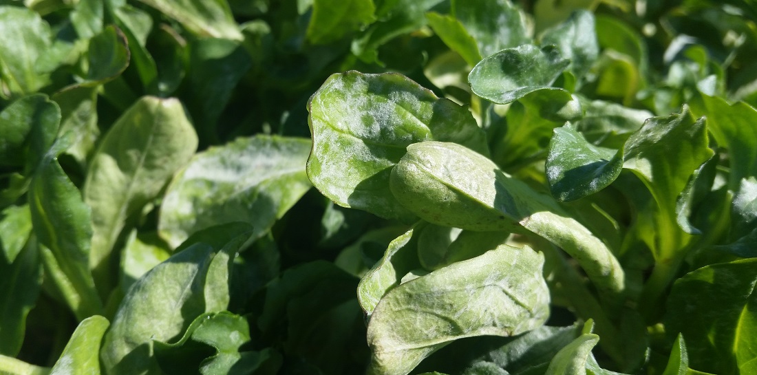 Zu viel Dünger macht Salat anfällig für Krankeiten  © GartenRadio.fm