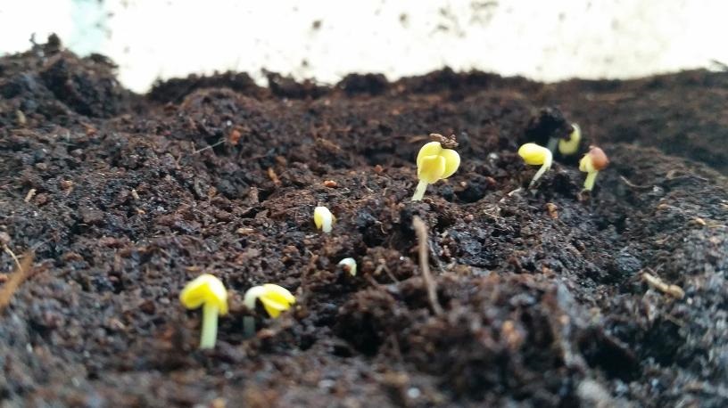 Man kann jeden Salat säen, einfacher ist es, Jungpflanzen zu setzen  © GartenRadio.fm