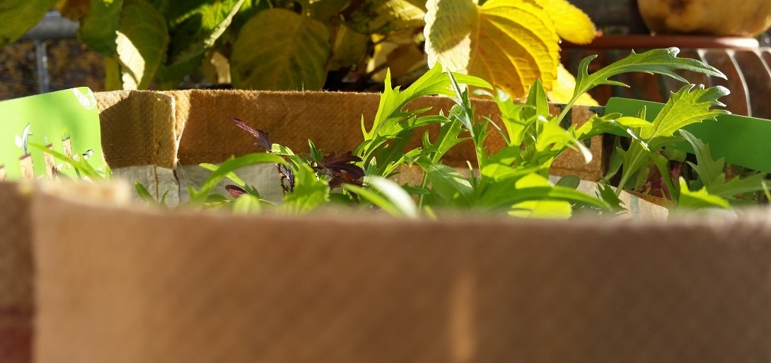 Pflücksalate können blattweise geerntet werden  © GartenRadio.fm
