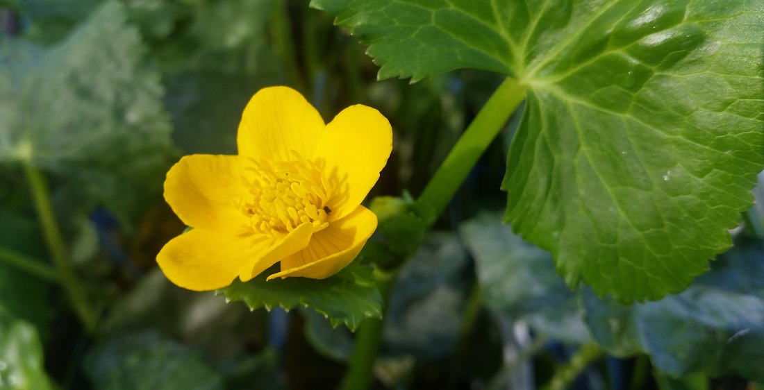 Die Sumpfdotterblume ist eine unerschütterliche Blüherin © GartenRadio.fm