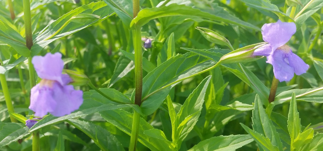 DIe Kardinallobelie ist eine blühwillige Staude für den Teichrand © GartenRadio.fm