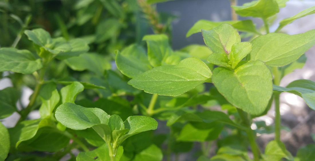 Die Wasserminze (Menta Aquatica) schmeckt nach Pfeffer © GartenRadio.fm