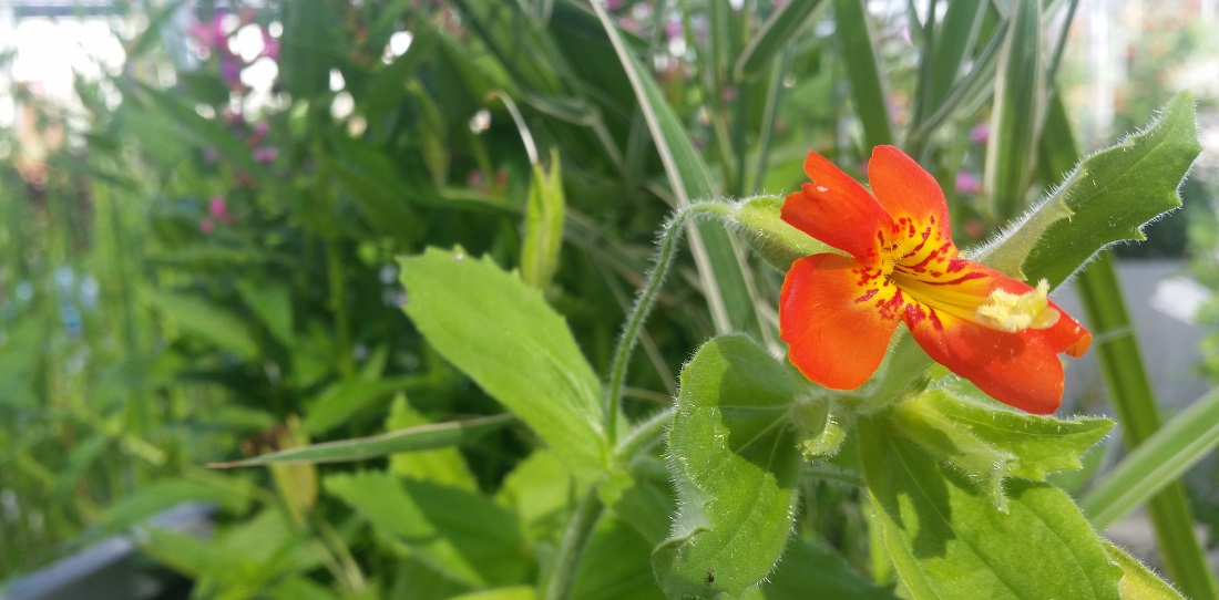 Die Gauklerblume macht sich auch auf dem Balkon gut © GartenRadio.fm