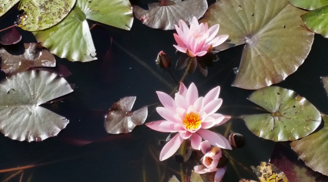 Seerosen sind die Königinnen im Teich © GartenRadio.fm