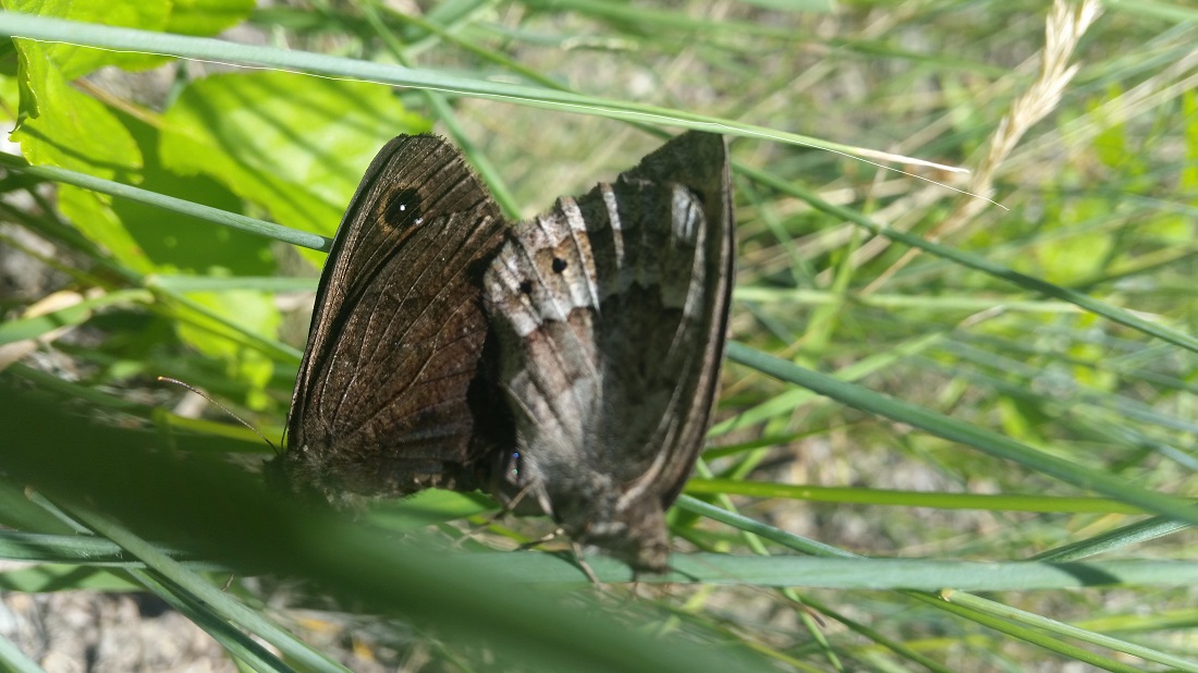 Paarung in freier Natur © GartenRadio.fm