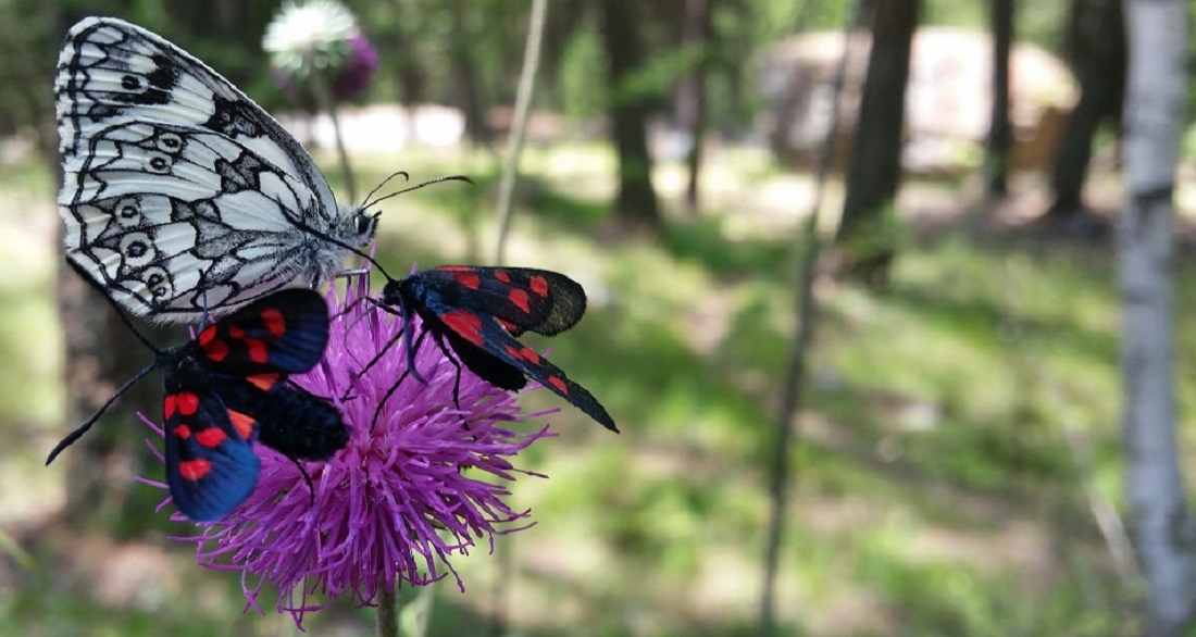 Schachbrettfalter und Blutströpfchen teilen sich eine Blüte © GartenRadio.fm