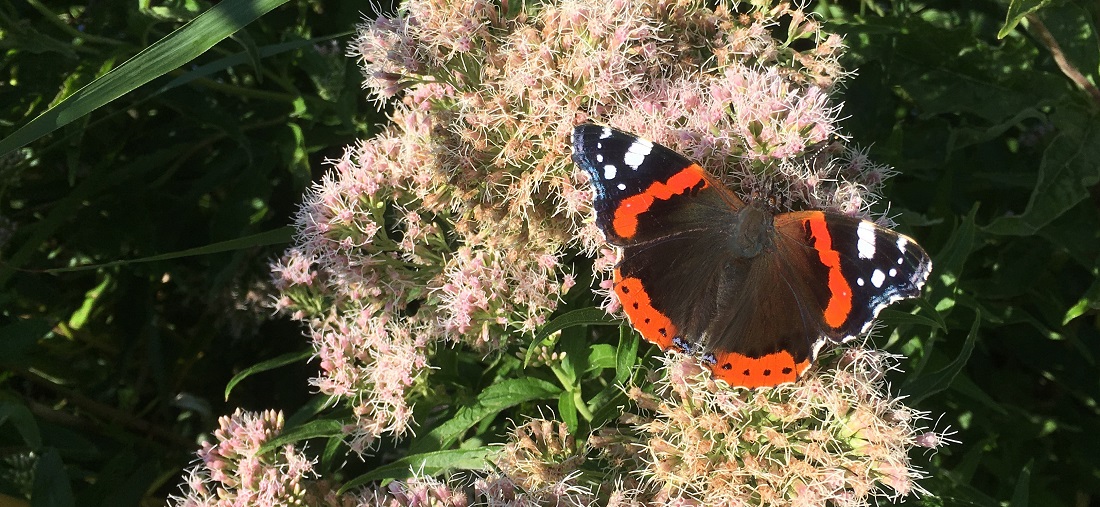 Der Admiral ist mal allein, mal in Massen unterwegs © GartenRadio.fm