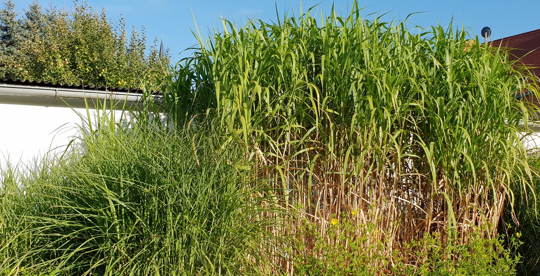 Chinaschilf ist ein mächtiger Raumbegrenzer  © GartenRadio.fm