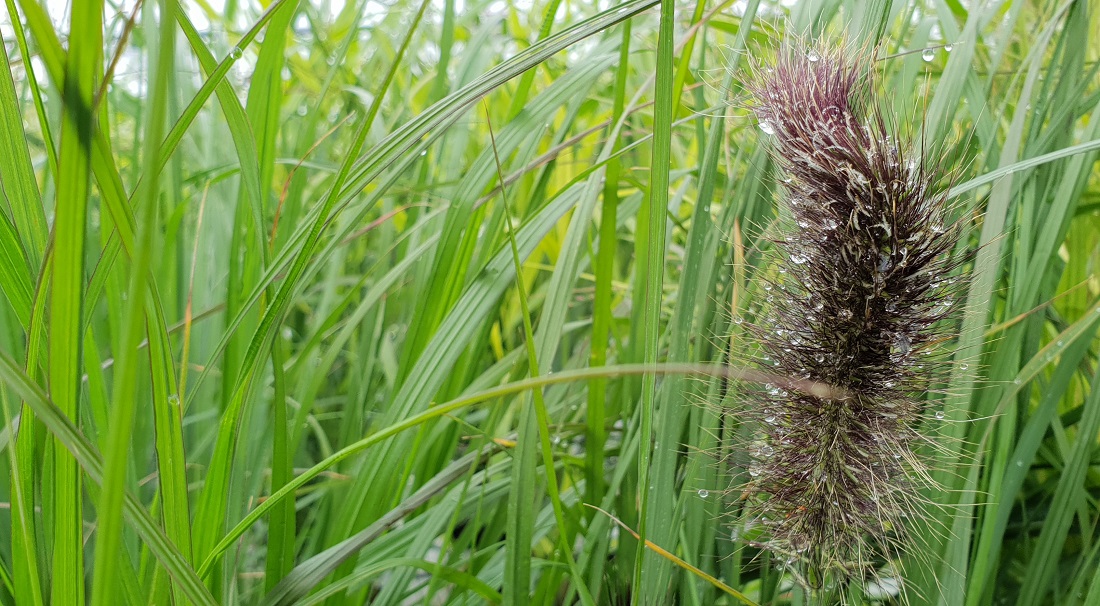 Im Herbst besonders schön:  Lampenputzergras mit schwarzer Ähre  © GartenRadio.fm