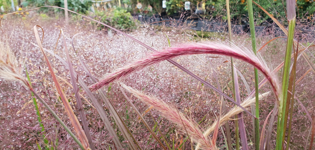 Rosafarbenes Lampenputzergras, dahinter Purpur-Liebesgras © GartenRadio.fm