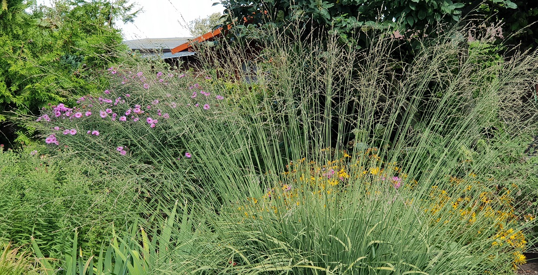 Jetzt im Herbst sorgen die Gräser für Stimmung  © GartenRadio.fm