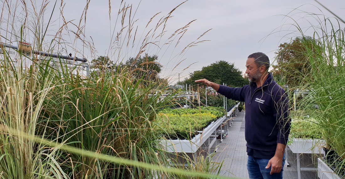 Alexianer-Gärtnermeister Yannik Weber empfiehlt, Gräser im Herbst zu pflanzen  © GartenRadio.fm