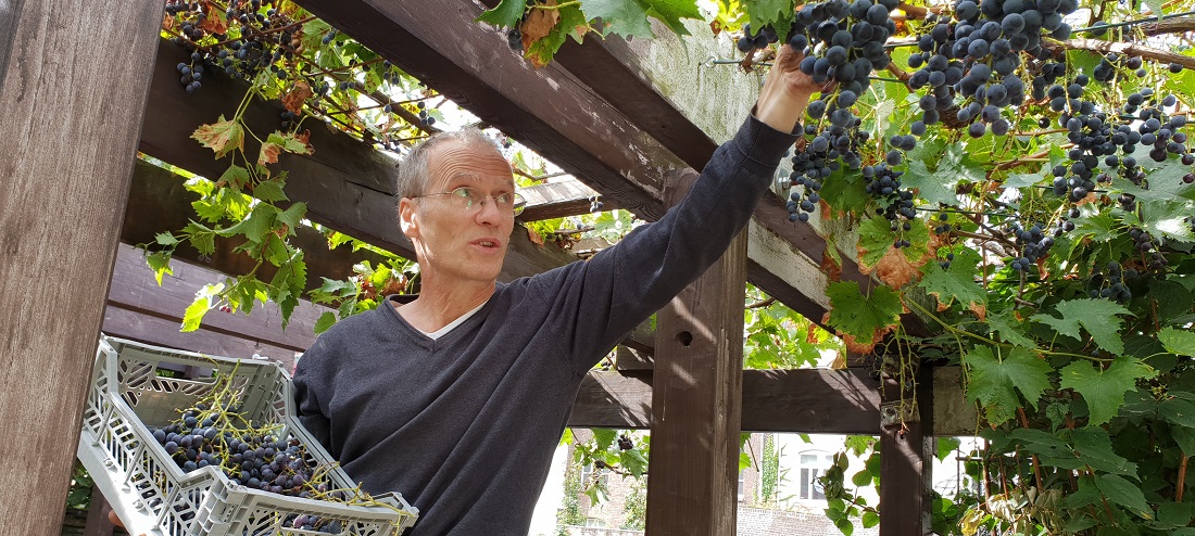 Thomas Eichert bei der Ernte in Tapsi-Island  © GartenRadio.fm