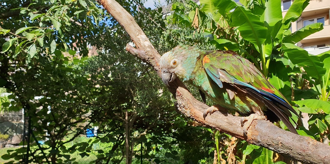 Papagei Tapsi gibt "Tapsi Island" den Namen, auch ein "Weinanbaugebiet" von Thomas Eichert  © GartenRadio.fm