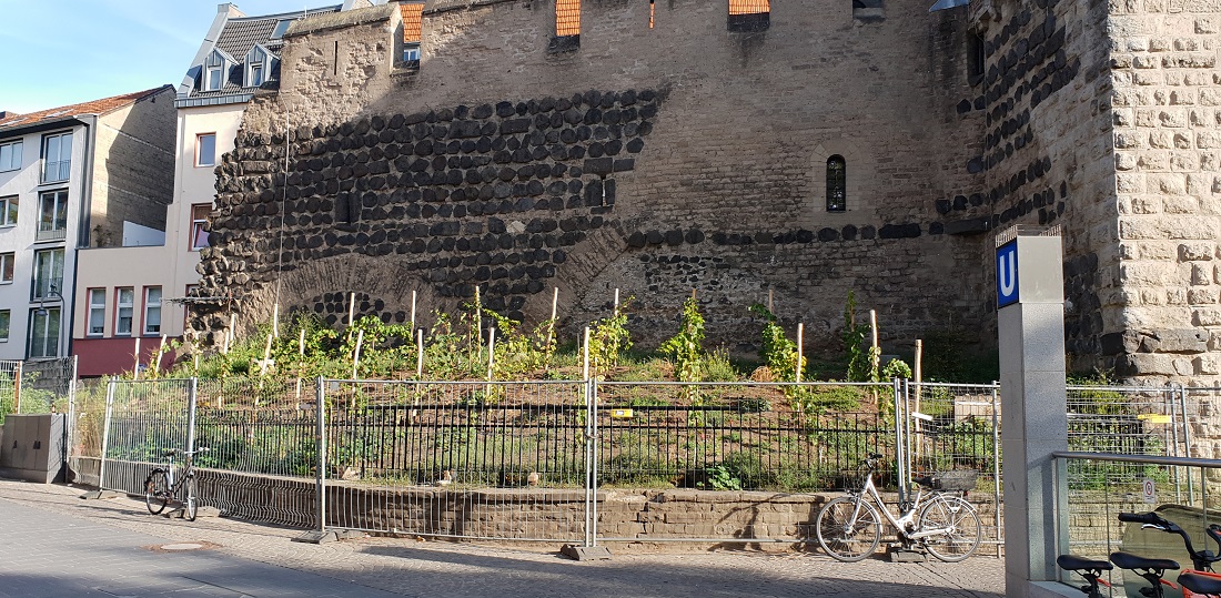 An der Severins Torburg hat der Stadtwinzer gerade einen neuen Weinberg angelegt  © GartenRadio.fm