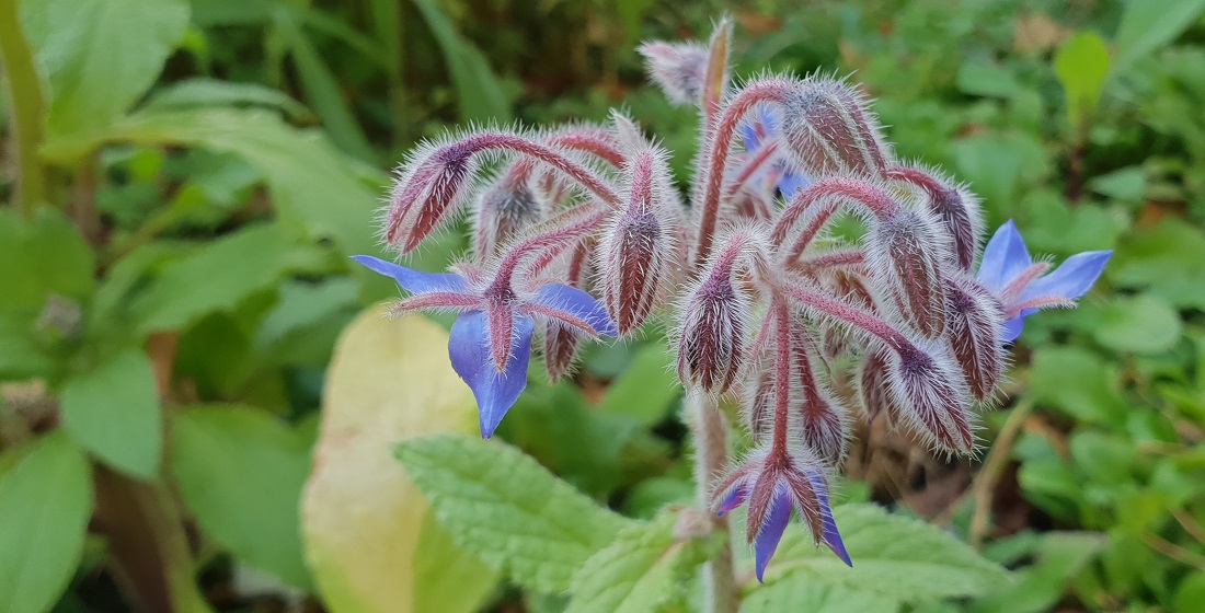 Viele Kräuterblüten, wie auch Borretsch-Blüten sind essbar © GartenRadio.fm