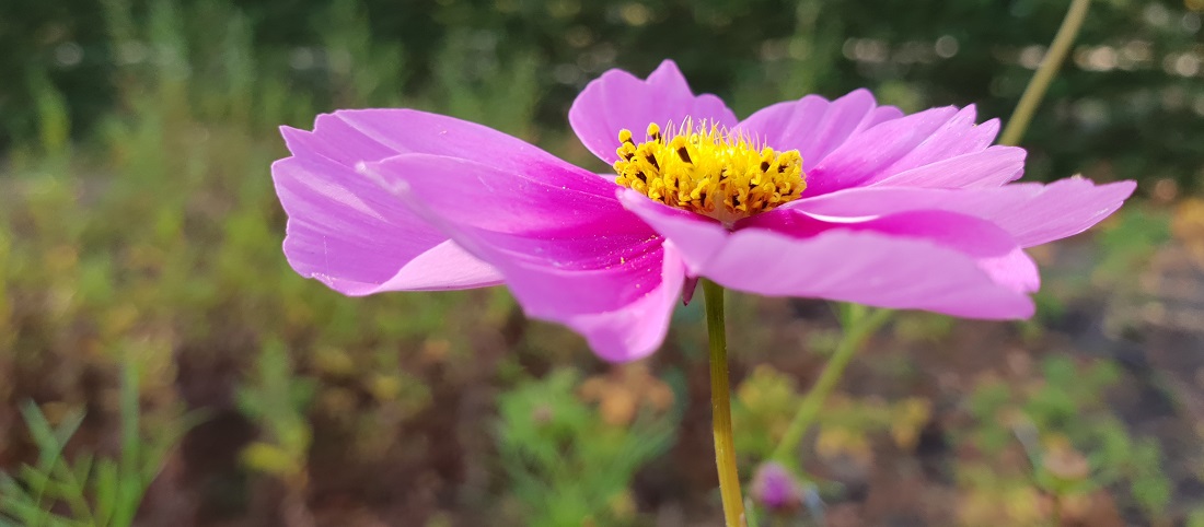 Auch Cosmeen sind essbar © GartenRadio.fm